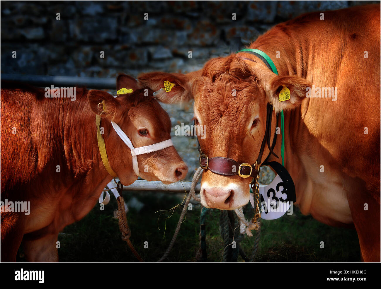 Zwei braune Kühe im County Show Stockfoto