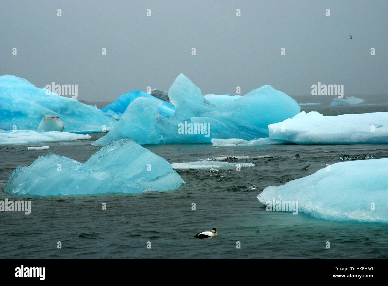 Eisberge in Jökulsárlón, Island. Stockfoto