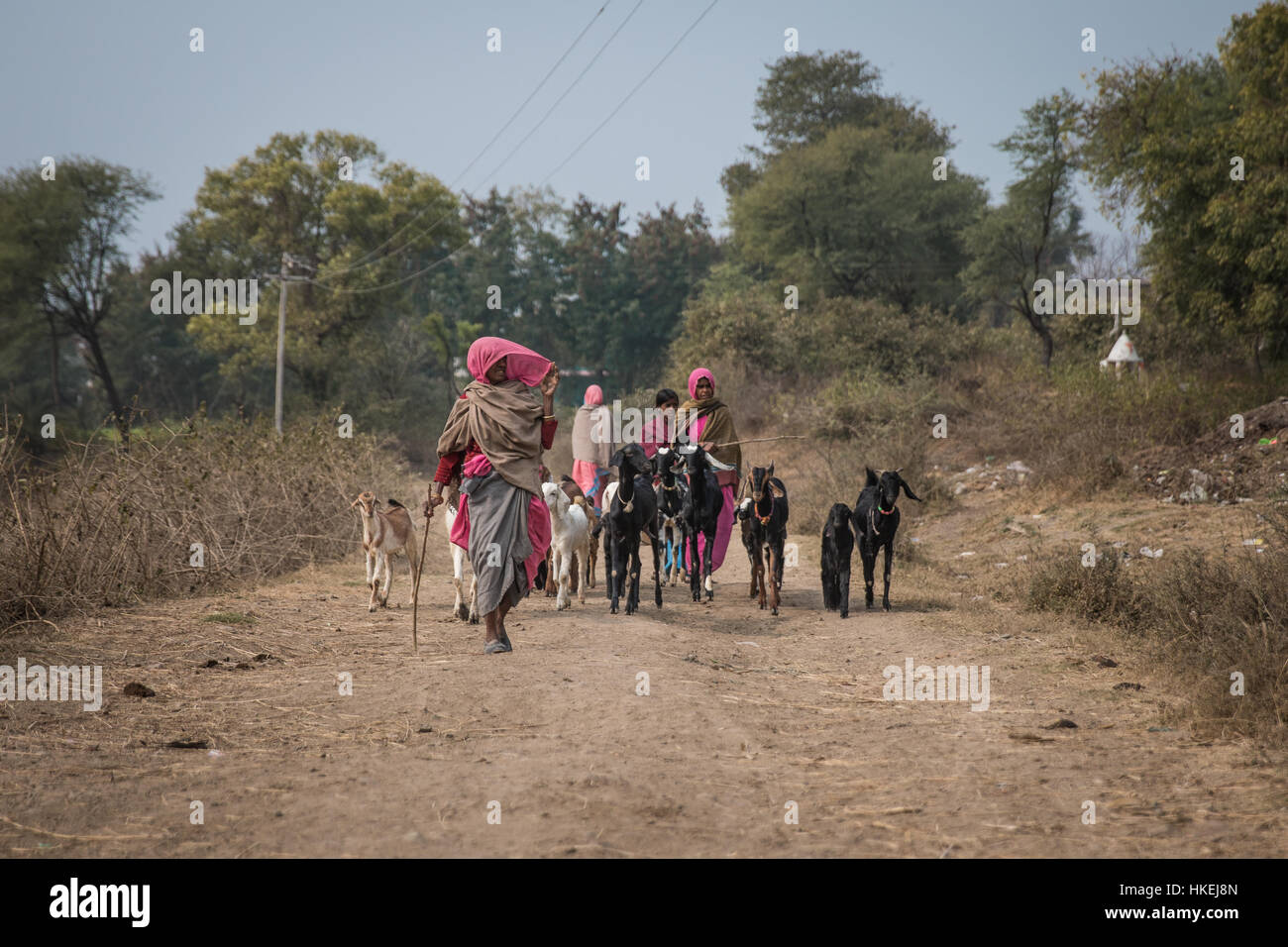Ein Mann Herden seine Ziegen in einem ländlichen Teil von Madhya Pradesh, Indien. Stockfoto