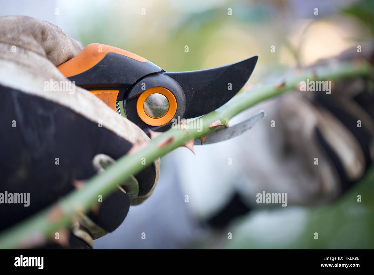 Gartenscheren Verwenden Stockfotos und bilder Kaufen Alamy
