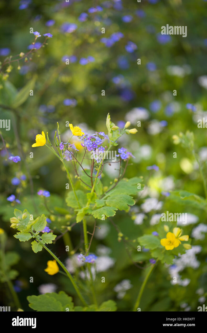 Lila und gelbe blume -Fotos und -Bildmaterial in hoher Auflösung – Alamy