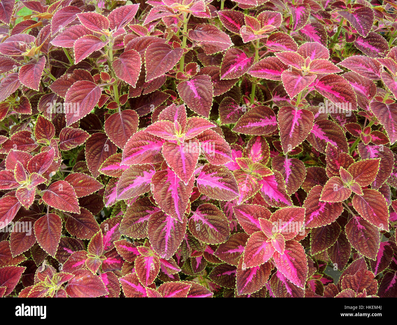 Coleus lässt auch genannt Painted Brennnessel, Flamme Brennnessel. Hintergrund der Blätter. Stockfoto