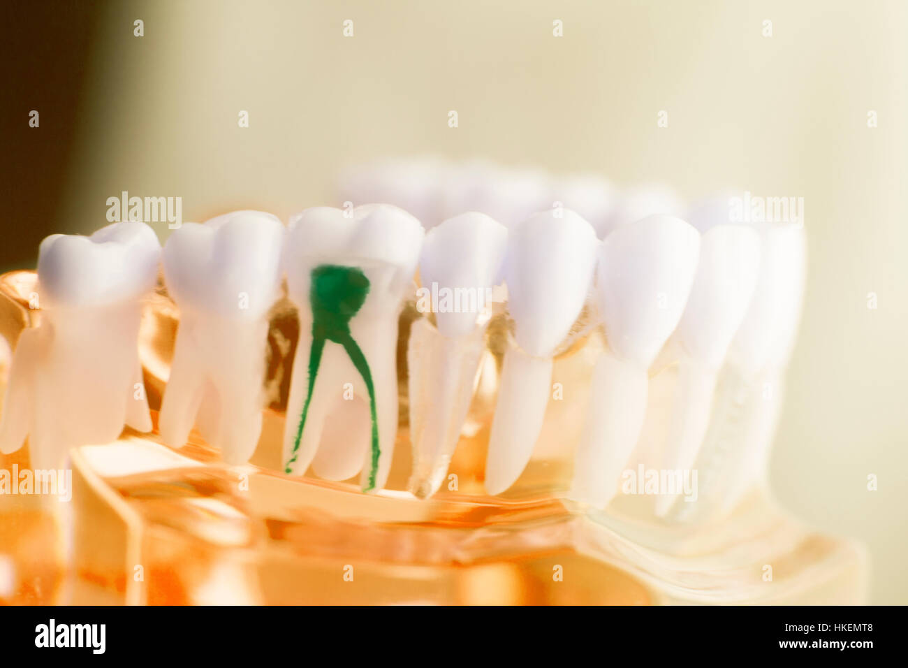 Dental Zahn Zahnmedizin Lernerfolge Lehrmodell zeigt Zähne, Wurzeln