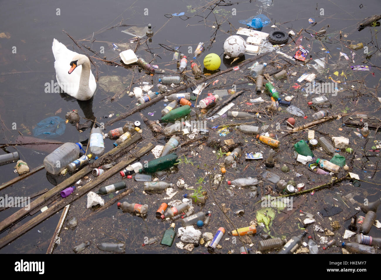 Müll in den Hafen von Leith mit Schwan Stockfoto