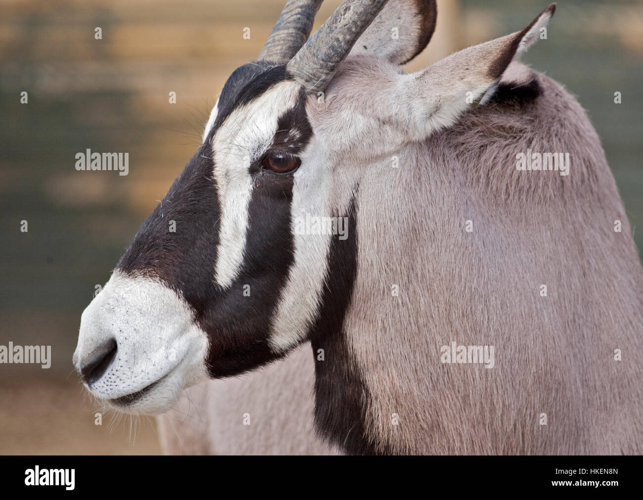 Oryx (Oryx Gazella) Stockfoto