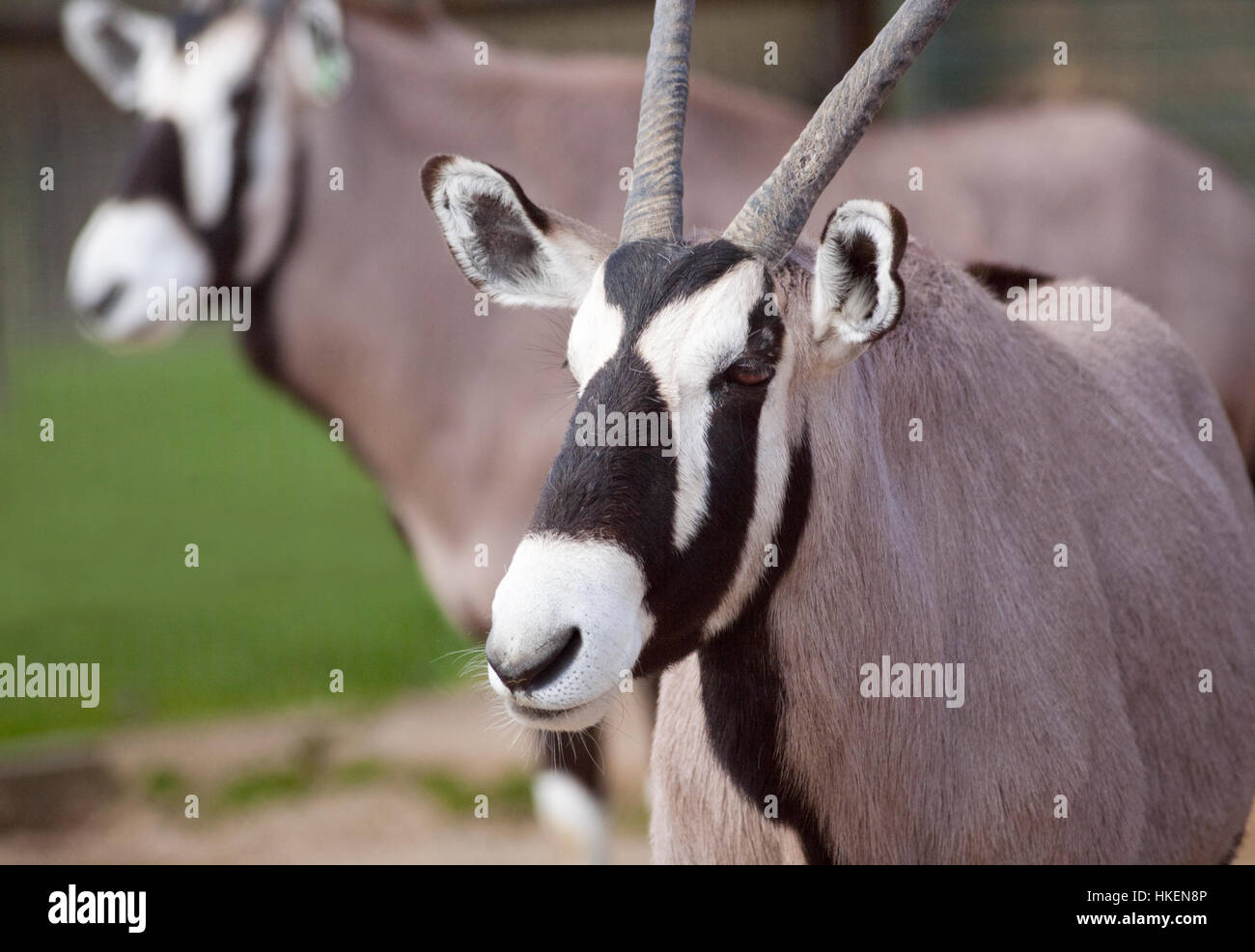 Oryx (Oryx Gazella) Stockfoto