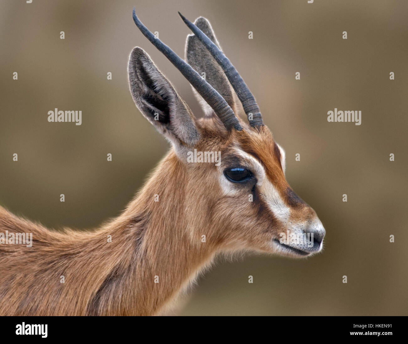 Dorcas Gazelle (Gazella Dorcas) Stockfoto