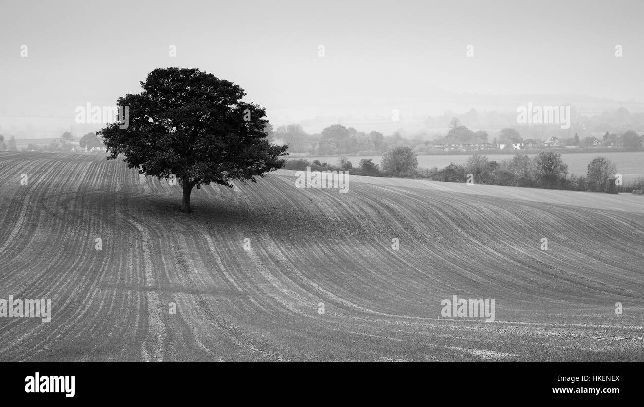 Ein einsamer Baum entdeckt in der englischen Landschaft Stockfoto