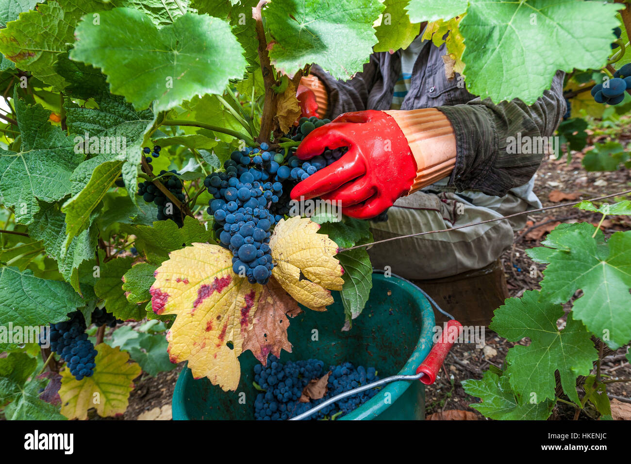 Colombé-le-Sec (Nordostfrankreich): 2015 Trauben-Ernte in der Region Champagne Wein "Côte des Bar". Stockfoto