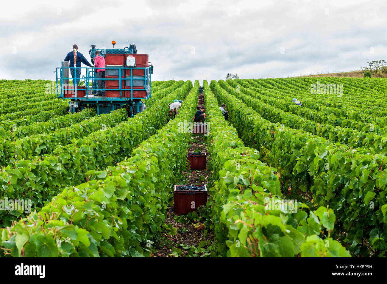Colombé-le-Sec (Nordostfrankreich): 2015 Trauben-Ernte in der Region Champagne Wein "Côte des Bar". Stockfoto