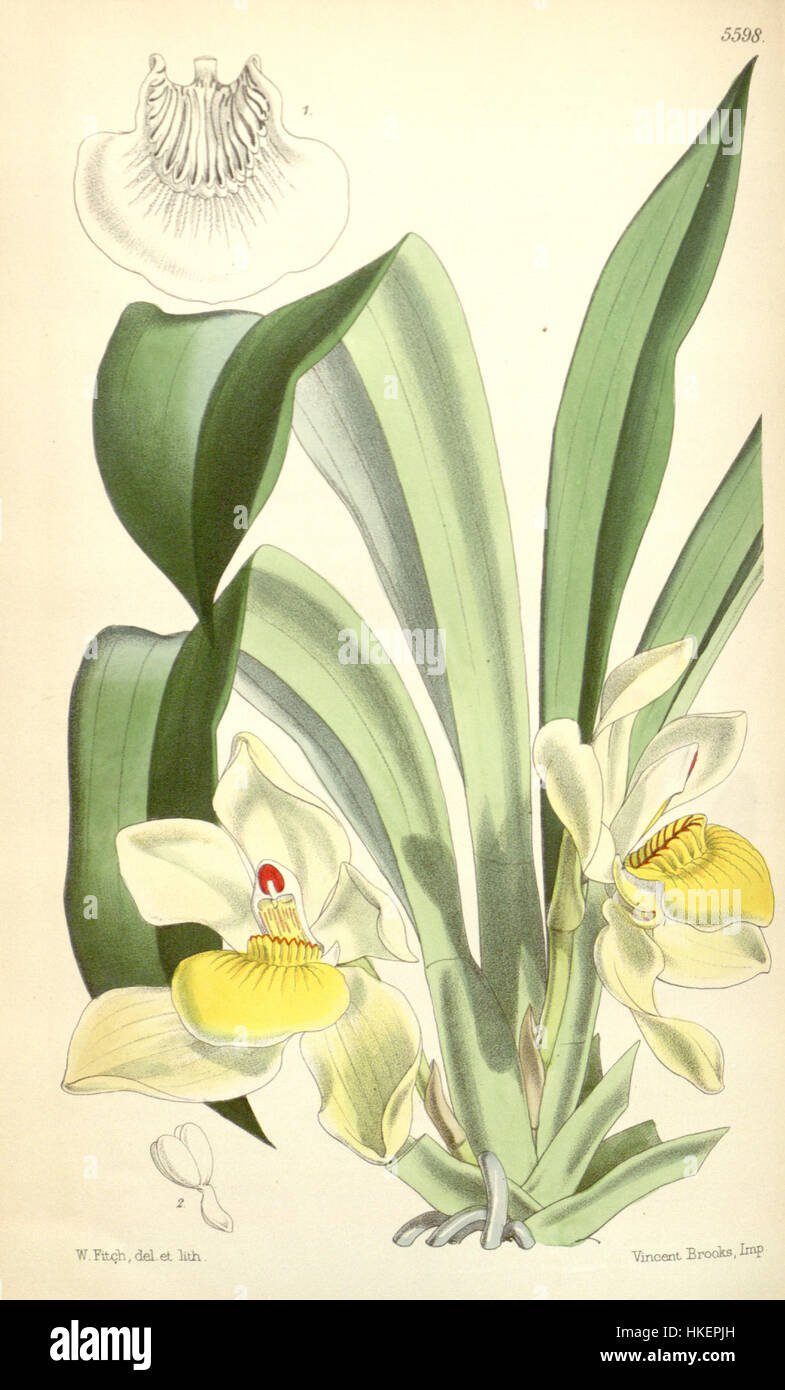 Diese Vintage-Illustration aus dem Botanical Magazine von Curtis zeigt die Orchideenart Pescatoria cerina, früher als Huntleya cerina bekannt, und zeigt ihre detaillierte Struktur in einem antiken botanischen Kunststil. Das 1866 veröffentlichte Buch spiegelt historische botanische Studien wider. Stockfoto
