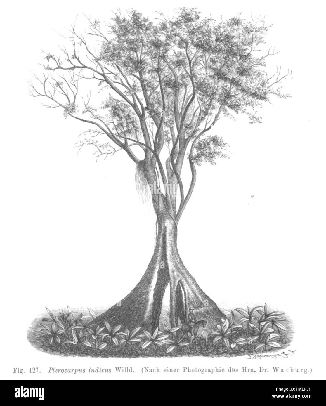 Pterocarpus indicus, eine künstlerische Darstellung der tropischen Baumarten, wird in dieser Arbeit dargestellt, die die komplizierten Details des Laubs und der Struktur des Baumes zeigt. Das Gemälde betont die Schönheit dieser natürlichen Art in einem klassischen künstlerischen Stil und nimmt ihre historische Bedeutung im Kontext der botanischen Kunst ein. Stockfoto