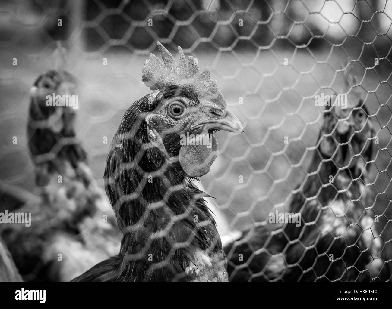 Blick durch den Drahtzaun Huhn Stockfoto