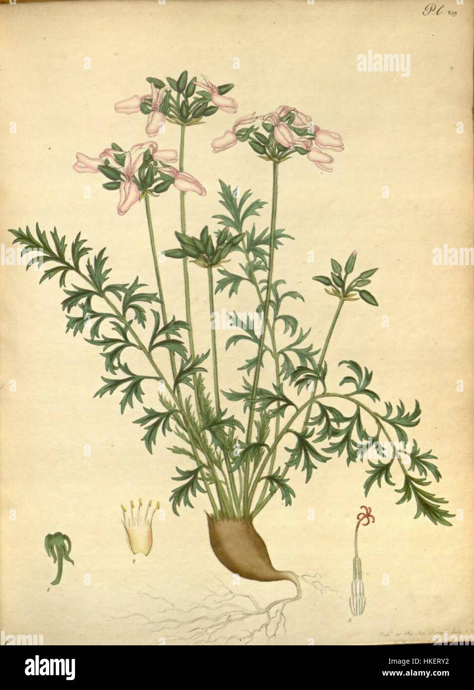 Diese botanische Illustration zeigt Pelargonium punctatum, eine Pflanzenart, die für ihr auffälliges Aussehen und ihre lebendigen Blüten bekannt ist. Das Kunstwerk ist ein schönes Beispiel für detaillierte botanische Kunst aus dem 19. Jahrhundert. Stockfoto