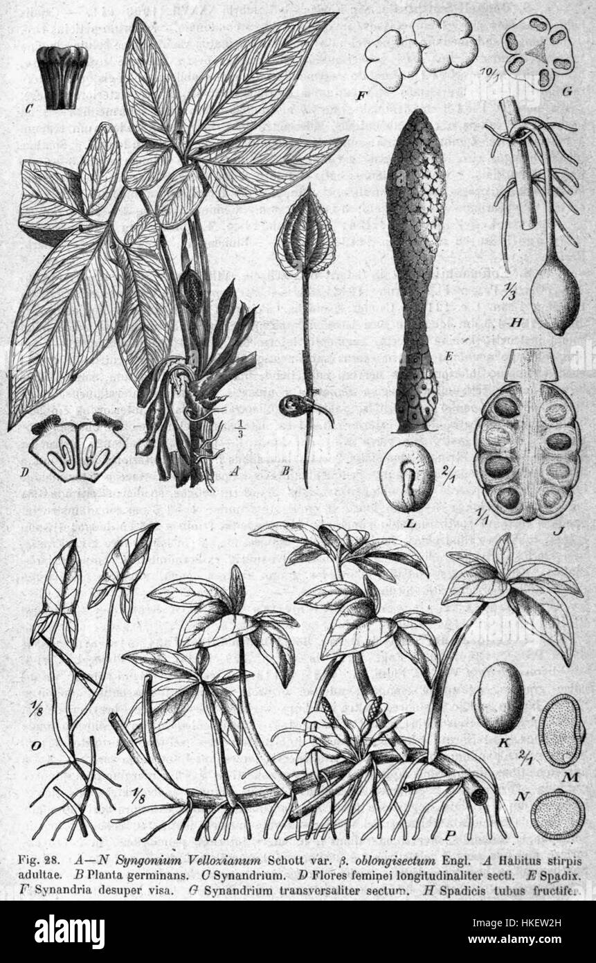 Ein Bild von Syngonium podophyllum, allgemein bekannt als Pfeilrebe, mit seinen charakteristischen, herzförmigen Blättern. Es ist eine beliebte Zimmerpflanze, die für ihr attraktives Laub und ihre pflegeleichten Anforderungen bekannt ist. Die Pflanze ist in Mittel- und Südamerika beheimatet und wird oft als dekorative Zierpflanze angebaut. Stockfoto