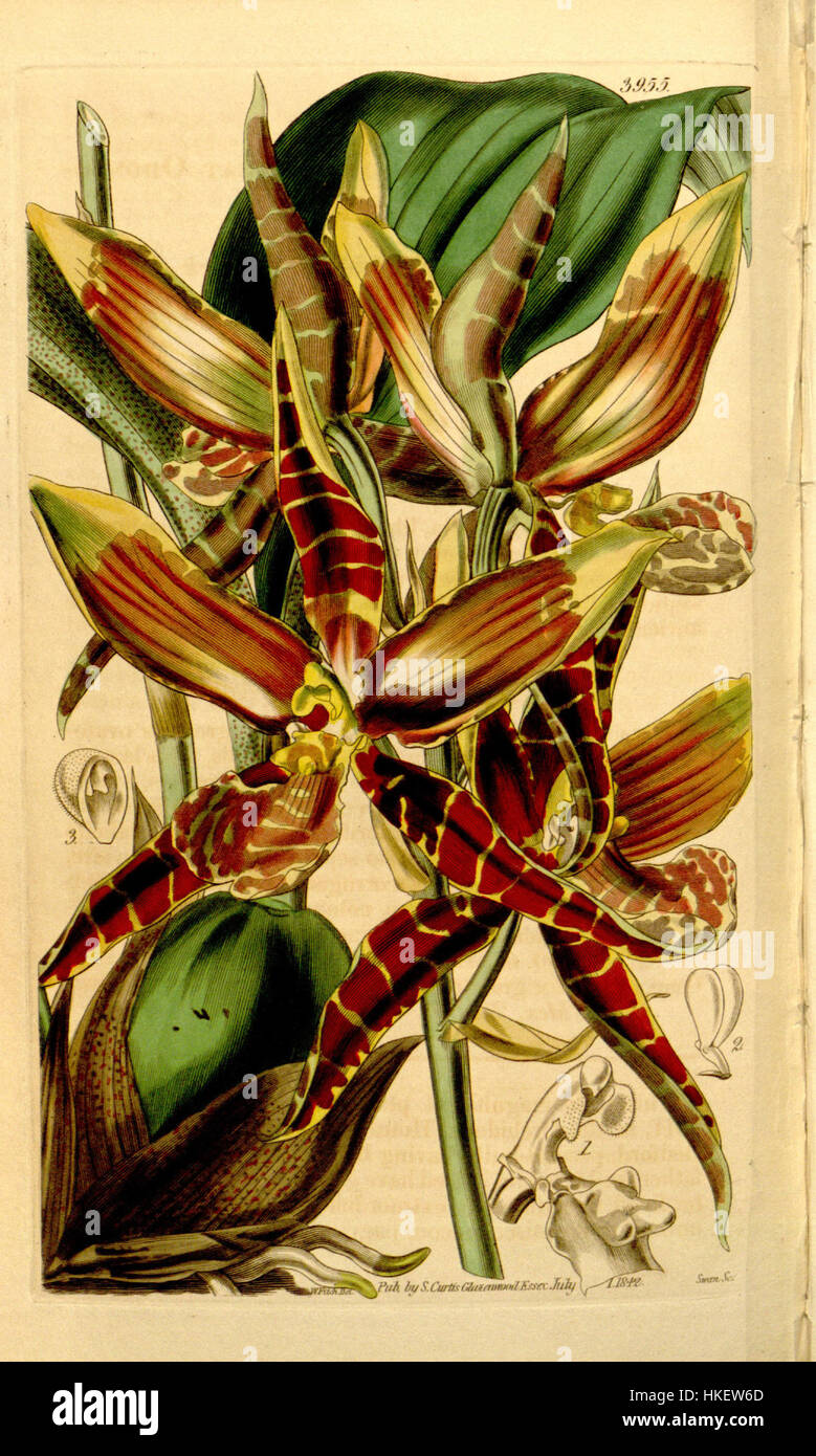 Diese botanische Illustration aus Curtis' 'Flora Londinensis' zeigt Rossioglossum grande, ursprünglich als Odontoglossum grande klassifiziert. Die detaillierte Gravur zeigt die Besonderheiten der Orchidee, einer tropischen Art, die für ihre markante Blüte und einzigartige Markierungen bekannt ist. Stockfoto