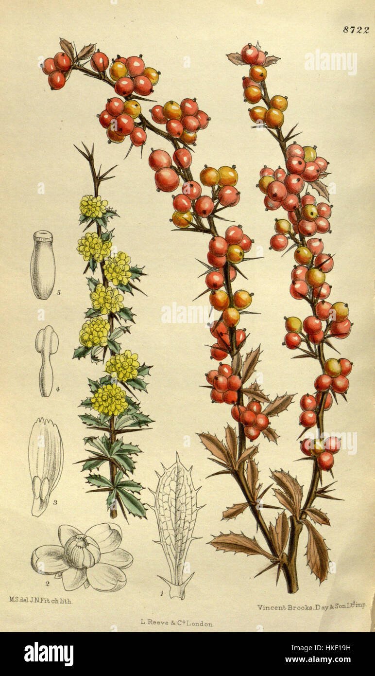 Diese botanische Illustration zeigt *Berberis aggregata*, die die Besonderheiten der Pflanze zeigt und zur Erforschung der Flora im frühen 20. Jahrhundert beiträgt. Stockfoto