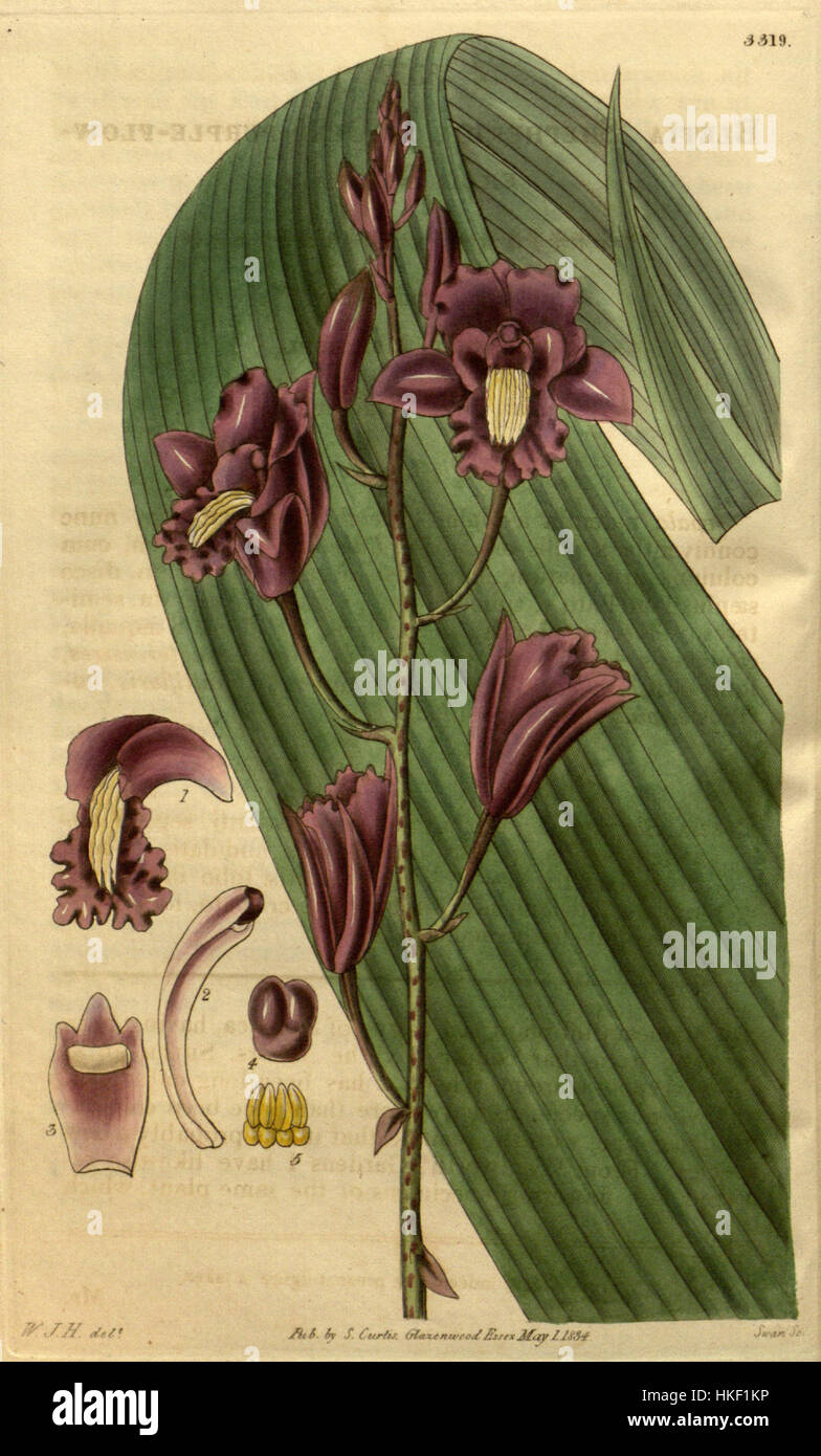 Bletia florida, ursprünglich als Bletia shepherdii klassifiziert, wurde 1834 in Curtis' Botanical Magazine, Plate 3319, illustriert. Dieser detaillierte botanische Druck zeigt die Besonderheiten der Pflanze und trägt zur Erforschung der Flora während des frühen 19. Jahrhunderts bei. Stockfoto