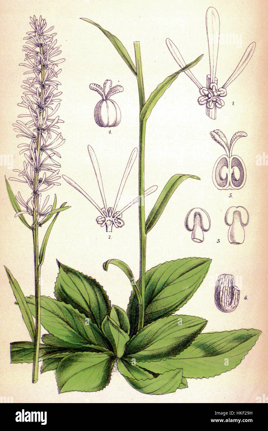 Chionographis japonica ist eine in Japan heimische botanische Art. Dieses Gemälde fängt die zarte Schönheit der Pflanze ein und hebt ihre einzigartigen Eigenschaften hervor, einschließlich ihrer weißen Blüten und langen, schlanken Blätter. Das Kunstwerk dient als Darstellung der natürlichen Form und botanischen Präzision der Pflanze. Stockfoto