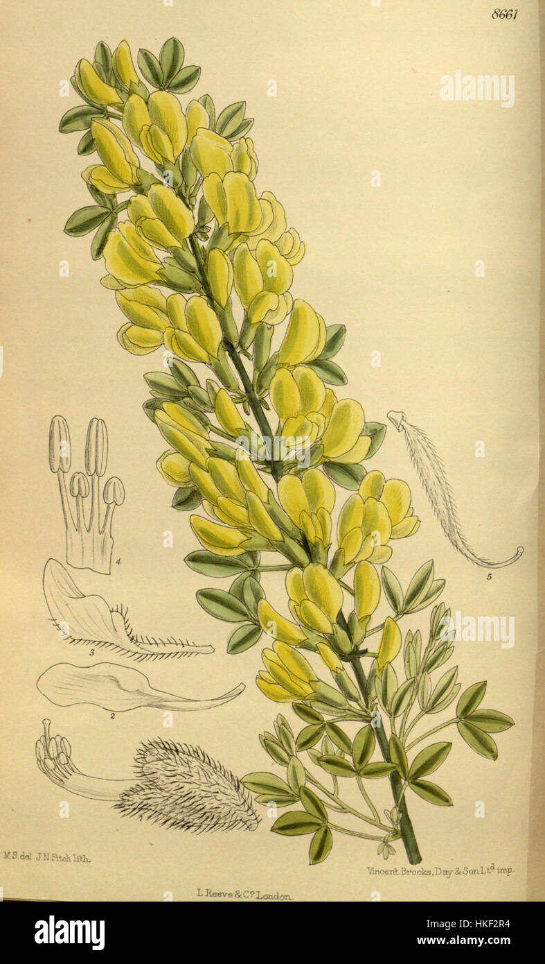 Diese botanische Abbildung zeigt *Cytisus ratisbonensis*, eine blühende Pflanzenart. Das detaillierte Bild hebt die Besonderheiten der Pflanze hervor, wie die lebendigen Blüten und die Blattstruktur, die zum Studium der botanischen Wissenschaft und der Pflanzentaxonomie beitragen. Stockfoto