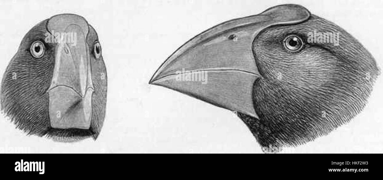 Ein Kunstwerk mit einem Takahe, einem großen, flugunfähigen Vogel aus Neuseeland. Das Gemälde zeigt die einzigartigen Merkmale des Vogels und seine Rolle in der lokalen Fauna. Stockfoto