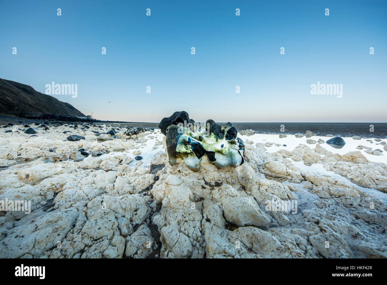 Großer Feuerstein Knötchen auf Kreide Strand Stockfoto