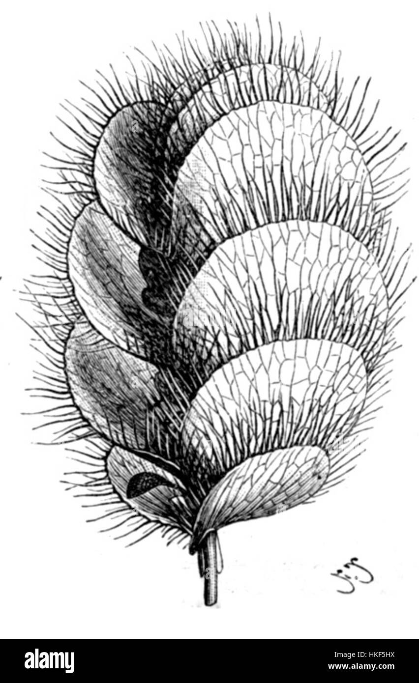 Eine detaillierte botanische Illustration von *Geissaspis cristata* mit der Blütenstruktur der Pflanze, die ihre einzigartigen Eigenschaften festlegt. Stockfoto