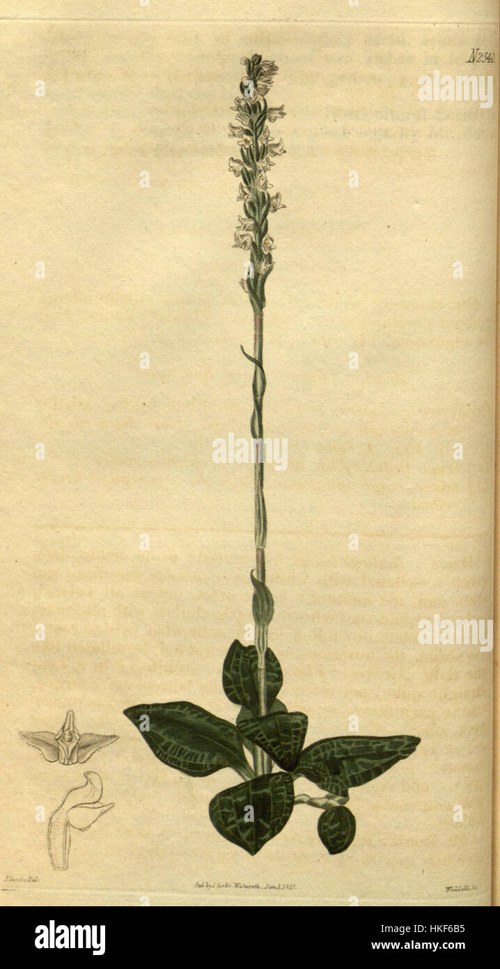 Diese botanische Illustration von Curtis aus dem Jahr 1825 zeigt Goodyera pubescens, eine Orchideenart. Der detailreiche Druck hebt die einzigartigen Merkmale der Blume hervor, die typisch für die botanische Kunst des frühen 19. Jahrhunderts ist, mit präziser Färbung und feinen Linien. Stockfoto