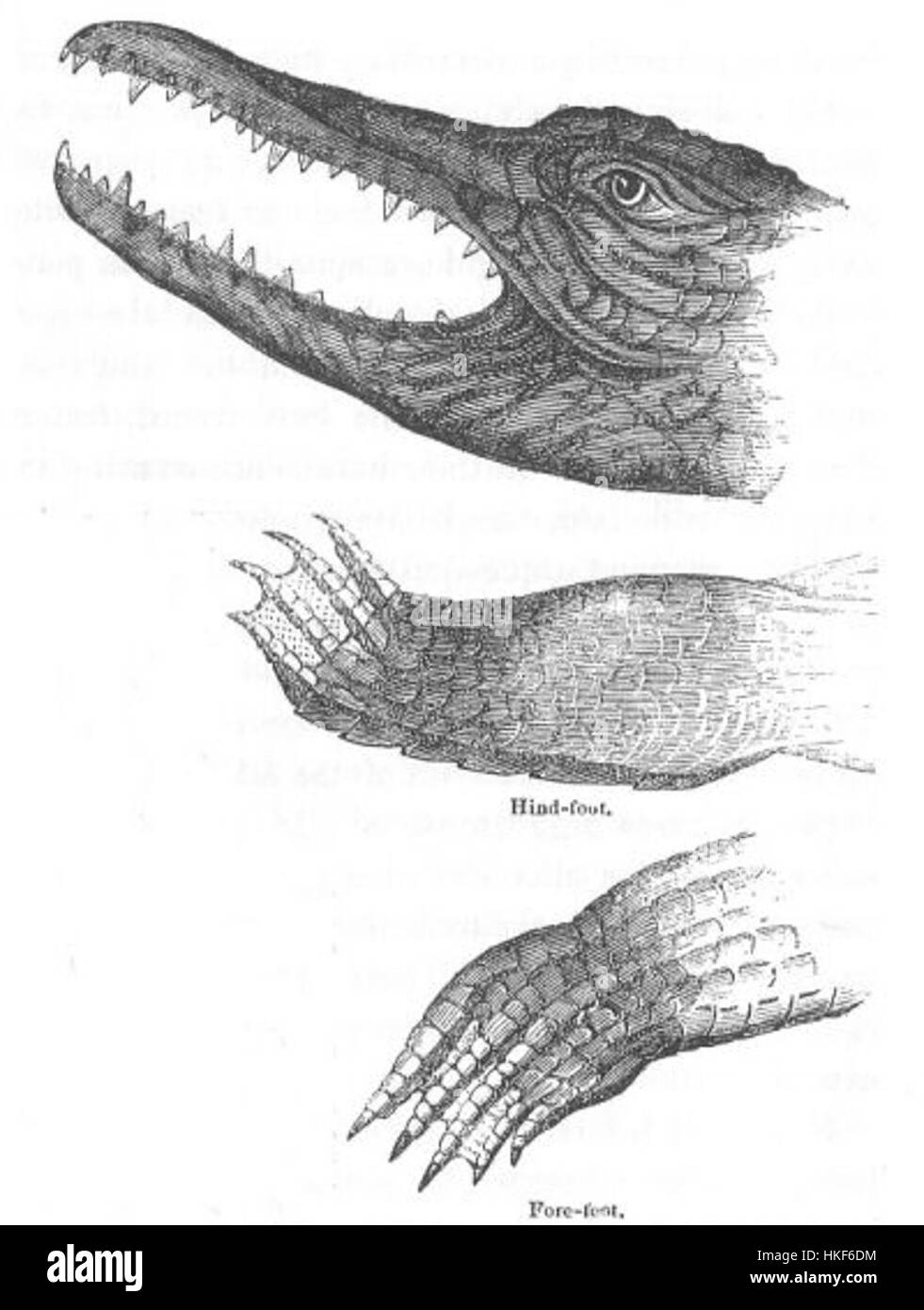 Dieses Gemälde zeigt den Kopf und die Füße eines Alligators, Teil der Serie „Entdeckungen in Australien“. Es bietet eine wissenschaftliche Illustration, die die Besonderheiten des Reptils einfängt und zur Erforschung der australischen Tierwelt beiträgt. Stockfoto