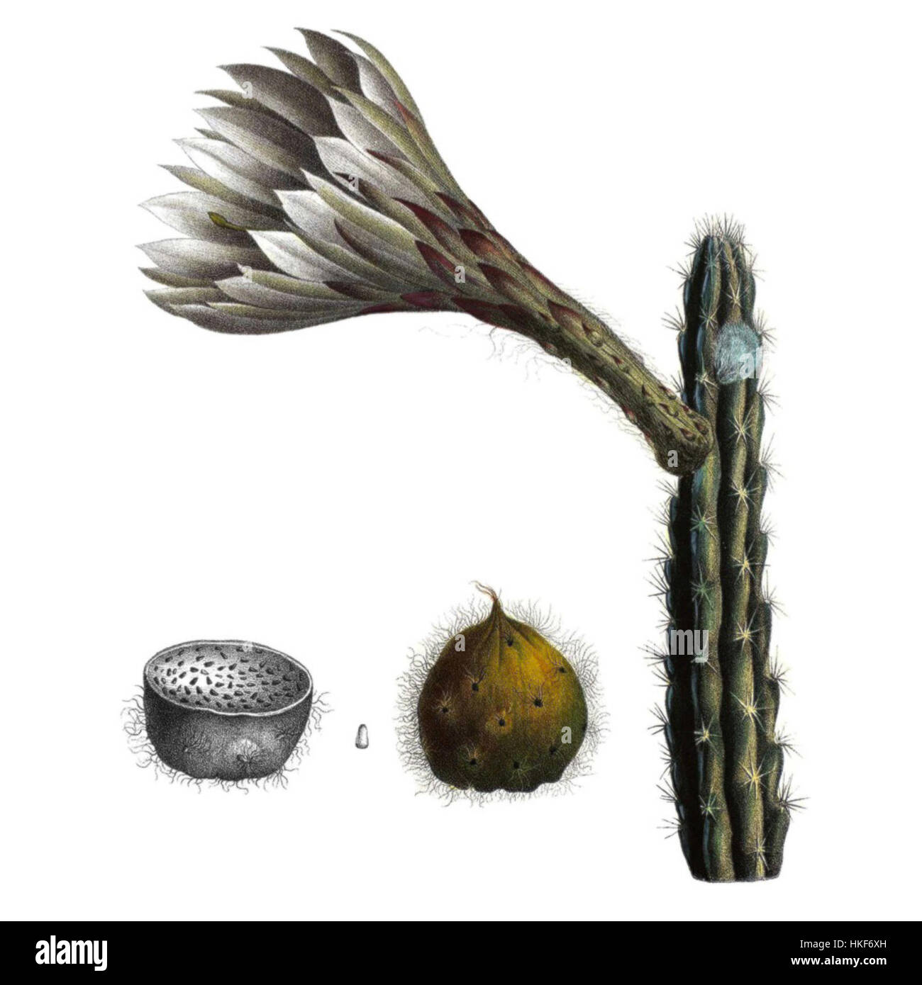 Dieses botanische Kunstwerk zeigt Harrisia eriophora, allgemein bekannt als „Ananaskaktus“, mit Schwerpunkt auf seinen charakteristischen Stacheln und Blüten. Die Abbildung ist ein Beispiel für wissenschaftliche Genauigkeit in der Pflanzendarstellung. Stockfoto