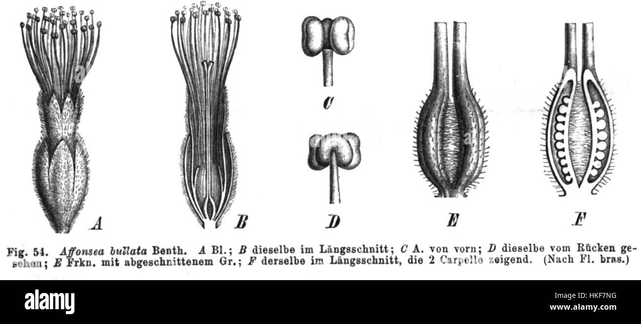 Diese botanische Illustration zeigt die Inga congesta, eine Baumart, die in tropischen Regionen beheimatet ist. Die Pflanze ist bekannt für ihre unverwechselbaren Blütentrauben und federnden Blätter und ein wichtiger Teil ihres heimischen Ökosystems. Das Kunstwerk hebt die einzigartigen Eigenschaften und die natürliche Schönheit der Pflanze hervor. Stockfoto