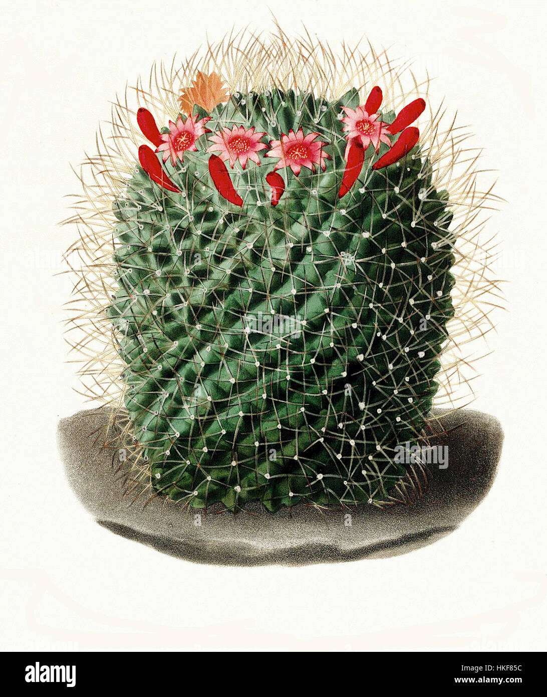 Mammillaria Obconella Lem Stockfoto