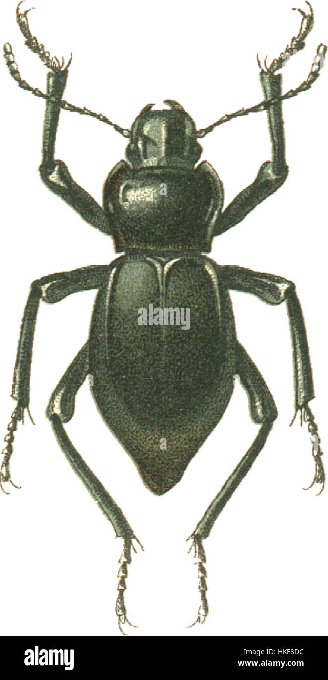 *Cyphogenia gibba*, dargestellt in dieser wissenschaftlichen Illustration, ist eine Art von Meereswurm, die in verschiedenen aquatischen Umgebungen vorkommt. Dieses detaillierte Kunstwerk hebt die anatomische und wissenschaftliche Bedeutung der Art für die Untersuchung der biologischen Vielfalt der Meere hervor. Stockfoto