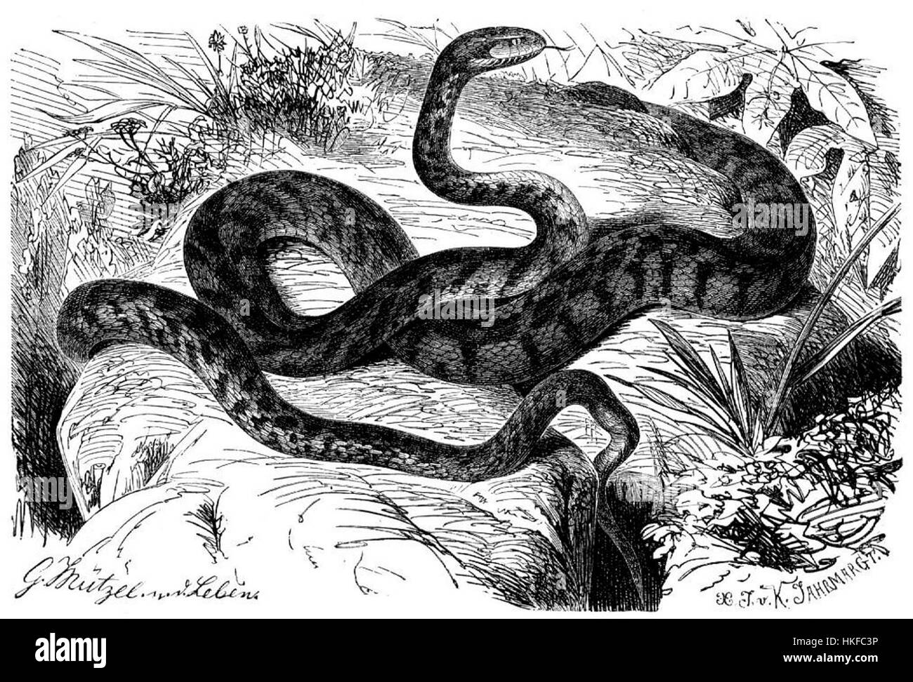 Diese Gravur von Telescopus fallax, einer Schlangenart, zeigt ihre detaillierte Anatomie. Das Kunstwerk bietet wertvolle Einblicke in die wissenschaftliche Untersuchung von Reptilien und dient als wichtiges Beispiel früherer zoologischer Illustration. Stockfoto