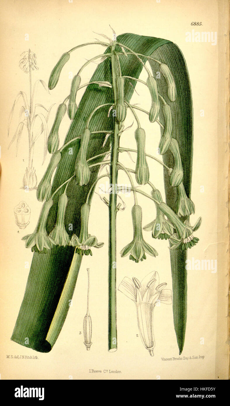 Diese botanische Abbildung zeigt *Pseudogaltonia clavata*, früher bekannt als *Galtonia clavata*. Das Bild hebt die detaillierte Struktur und Schönheit der Pflanze hervor und zeigt ihre floralen und grünen Merkmale. Stockfoto