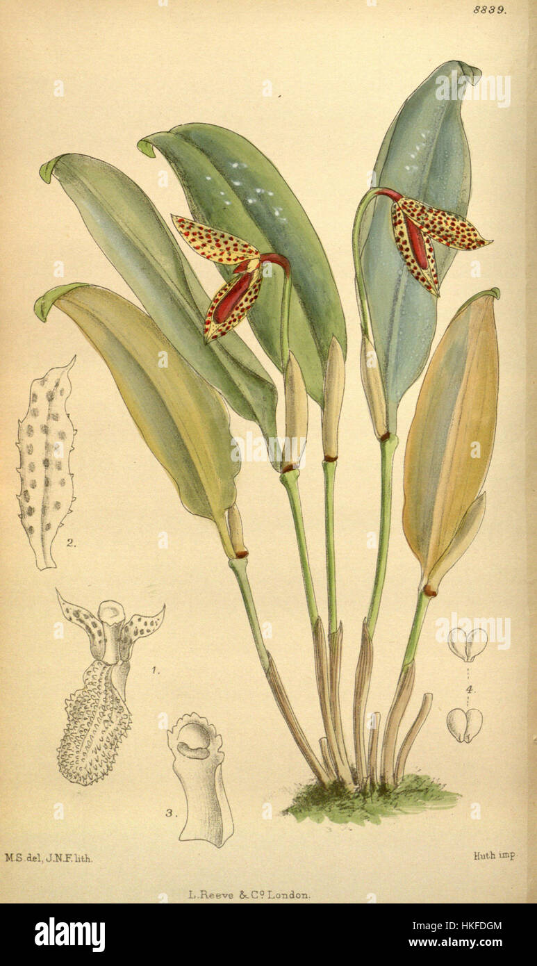 *Pleurothallis punctulata*, eine Orchideenart, zeichnet sich durch ihre kleinen Blüten und charakteristischen violetten Flecken auf den Blütenblättern aus. Die in Mittel- und Südamerika heimische Art lebt in feuchten, tropischen Umgebungen. Orchideen dieser Gattung sind bekannt für ihre einzigartigen Blumenmuster und ihre Anpassungsfähigkeit an verschiedene Klimata, was sie sowohl in den botanischen Studien als auch in der Ziergärtnerei beliebt macht. Stockfoto