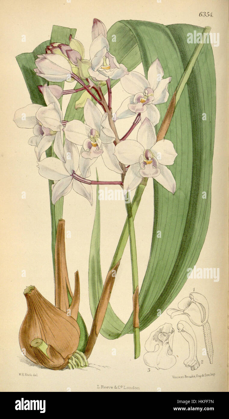 Diese botanische Illustration von Curtis aus dem Jahr 1878 zeigt Spathoglottis petri, eine Orchideenart. Die detaillierte Zeichnung unterstreicht die zarte Schönheit und wissenschaftliche Genauigkeit der botanischen Kunst aus der viktorianischen Ära. Stockfoto