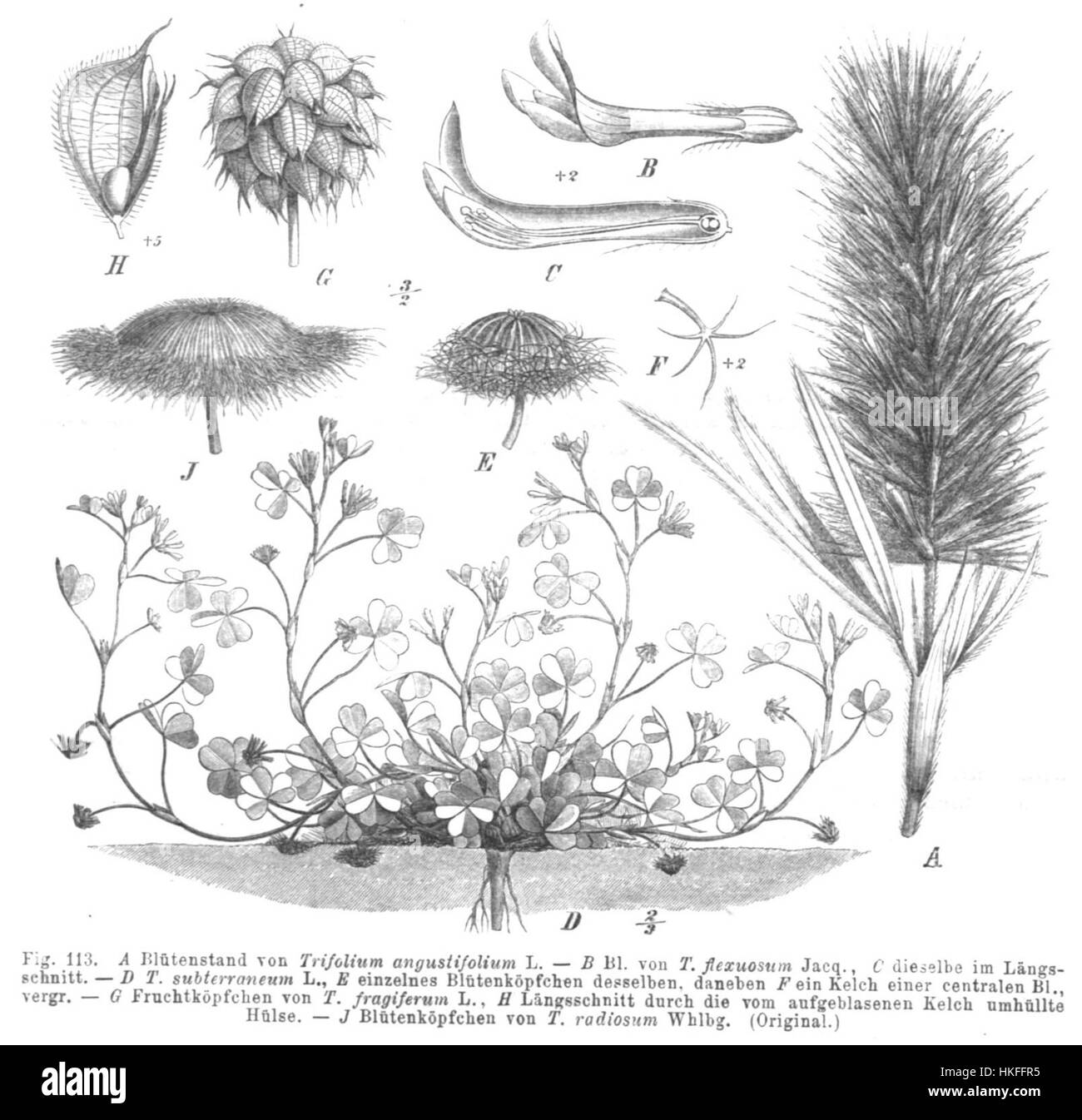 Trifolium Spp Taub113 Stockfoto