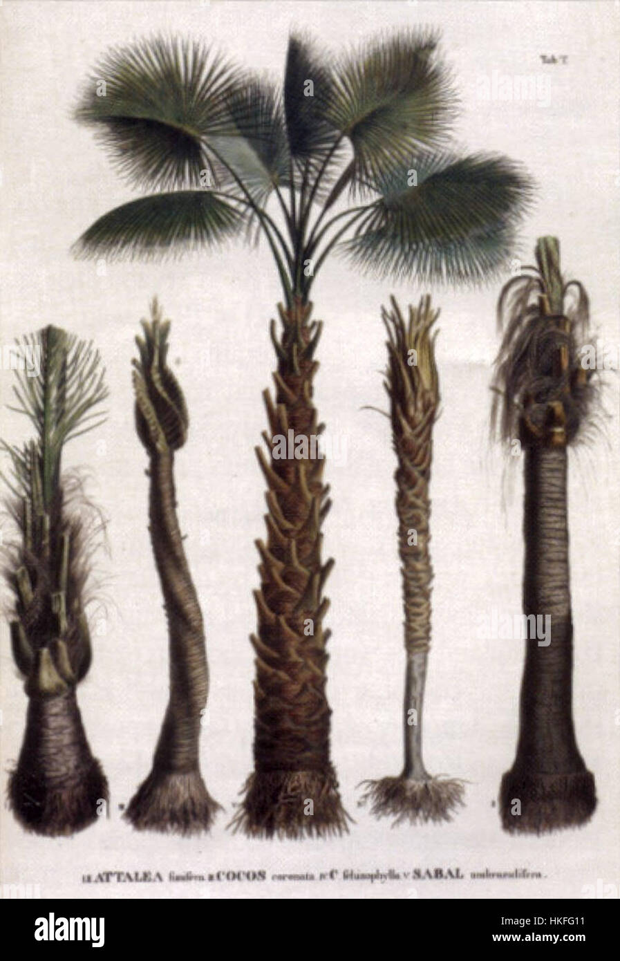 Sorten von Palmen in "Historia Naturalis Palmarum" von Karl Martius, 1833 Stockfoto