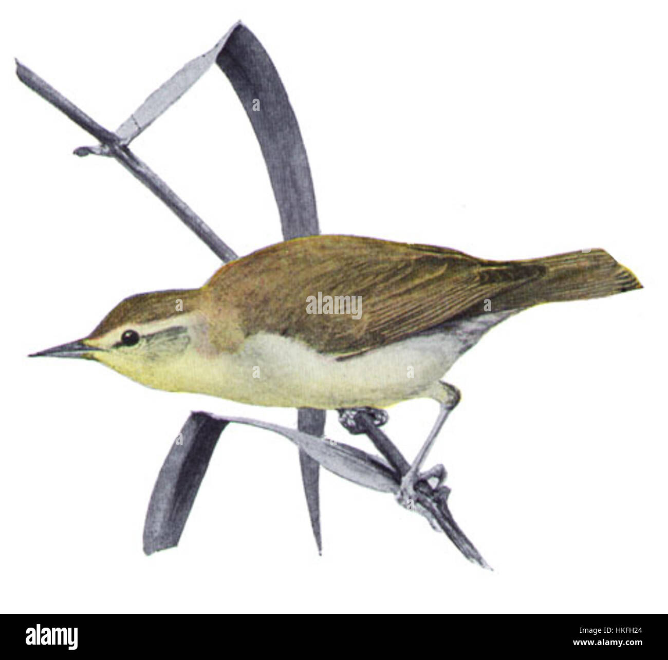 Limnothlypis swainsonii, auch bekannt als Swainson's Warbler, ist eine in Nordamerika vorkommende Vogelart. Dieses Gemälde, das wahrscheinlich den Vogel in seinem natürlichen Lebensraum darstellt, zeigt seine charakteristischen Eigenschaften und sein lebendiges Gefieder. Stockfoto