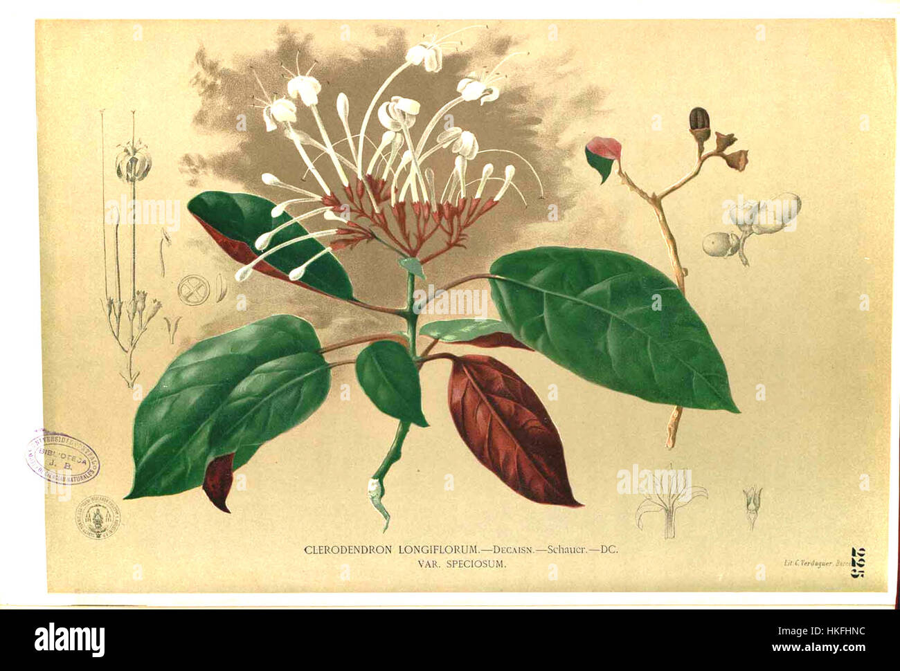 Eine Illustration von *Clerodendrum longiflorum*, einer blühenden Pflanzenart, die in der botanischen Arbeit von Blanco gezeigt wird, ein detaillierter und farbenfroher botanischer Druck. Stockfoto