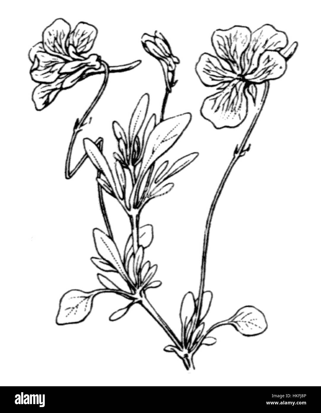 Dieses Gemälde von Viola Valderia Coste fängt eine ruhige Szene ein und zeigt die unverwechselbare Herangehensweise des Künstlers an die Mischung von Farben und Licht. Costes Arbeiten sind bekannt für ihre lebendige Verwendung von Farben und zeigen oft friedliche Naturlandschaften. Stockfoto