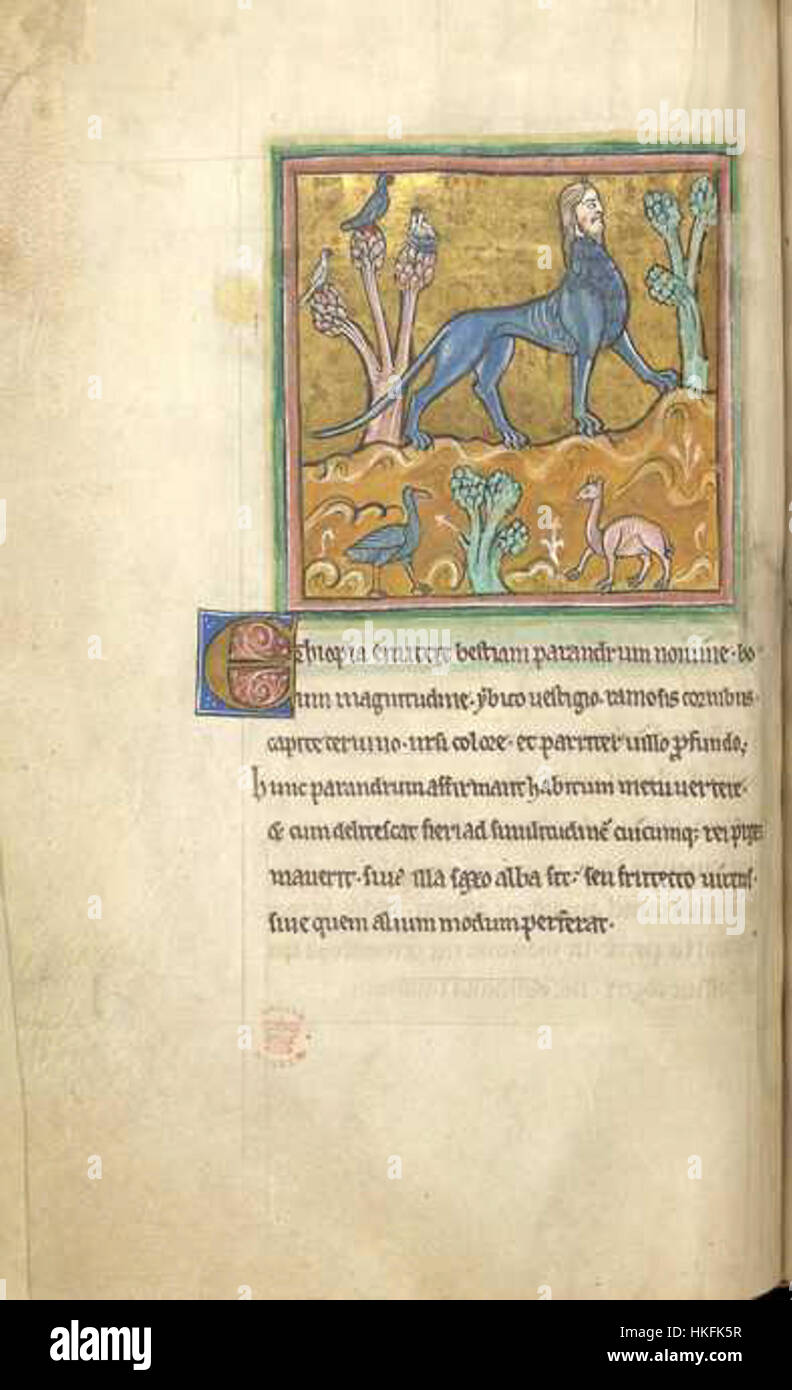 Eine Seite aus dem Bestiarium von Rochester, auf der die mythische Kreatur, die Manticore, gezeigt wird. Dieses mittelalterliche Manuskript zeigt detaillierte Illustrationen verschiedener mythischer Tiere, die Folklore und Kunst in einer visuellen Erzählung vermischen. Stockfoto
