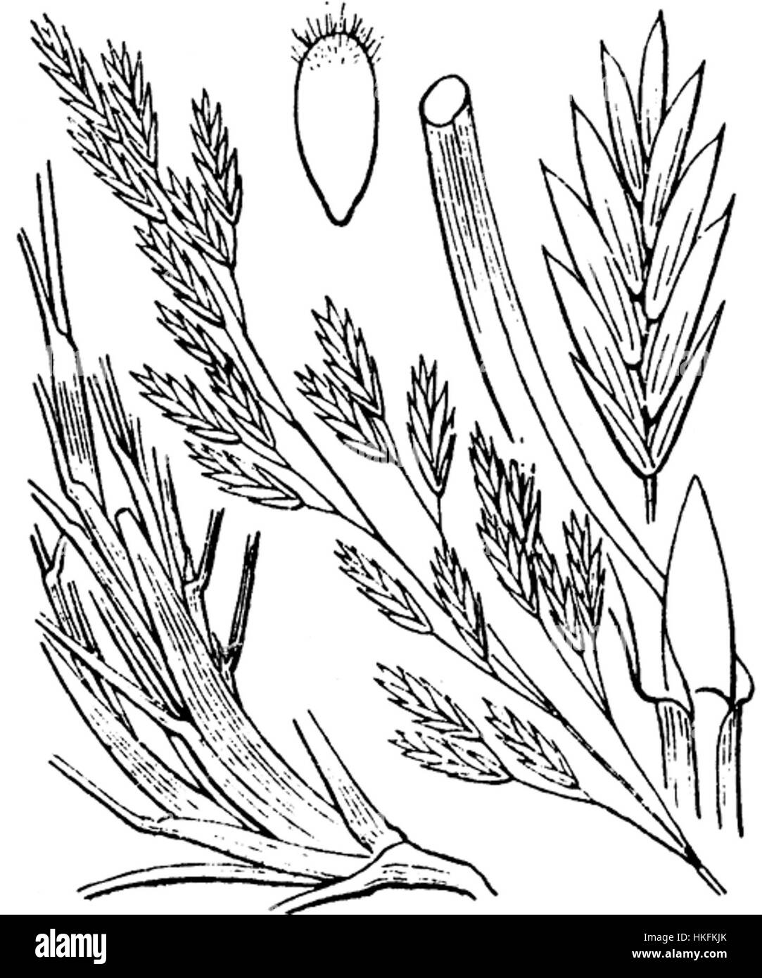 Eine botanische Illustration von *Festuca eskia*, einer Grasart aus der Gattung Festuca. Die detaillierte Zeichnung hebt die charakteristischen Merkmale der Pflanze hervor, einschließlich ihrer schlanken Blätter und dichten Büschel. Sie ist Teil einer umfassenderen Untersuchung von Pflanzenarten in verschiedenen Ökosystemen. Stockfoto