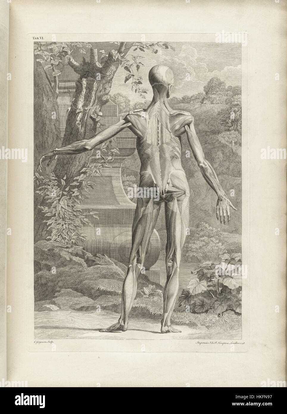 Albinus' *T06* ist eine detaillierte anatomische Illustration, die die Feinheiten der menschlichen Anatomie anhand präziser Linien und wissenschaftlicher Beobachtungen zeigt, typisch für die medizinische Kunst des 18. Jahrhunderts. Stockfoto