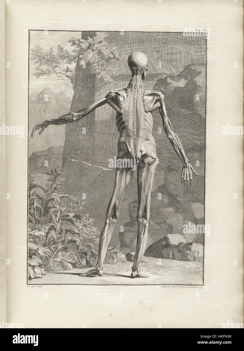 „Albinus t07“ ist eine anatomische Abbildung, die die detaillierte Struktur des menschlichen Körpers zeigt. Die im 18. Jahrhundert entstandene Arbeit trug maßgeblich zum Bereich der medizinischen Illustration und anatomischen Studien bei. Stockfoto