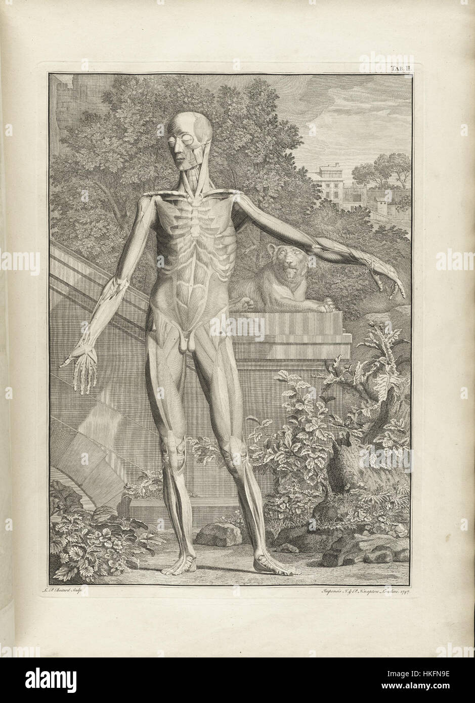 Dieses Gemälde von Albinus, bekannt für seine anatomische Präzision, veranschaulicht den menschlichen Körper in sehr detaillierter und wissenschaftlicher Weise und spiegelt den Beitrag des Künstlers zur Kunst und medizinischen Illustration im 18. Jahrhundert wider. Stockfoto