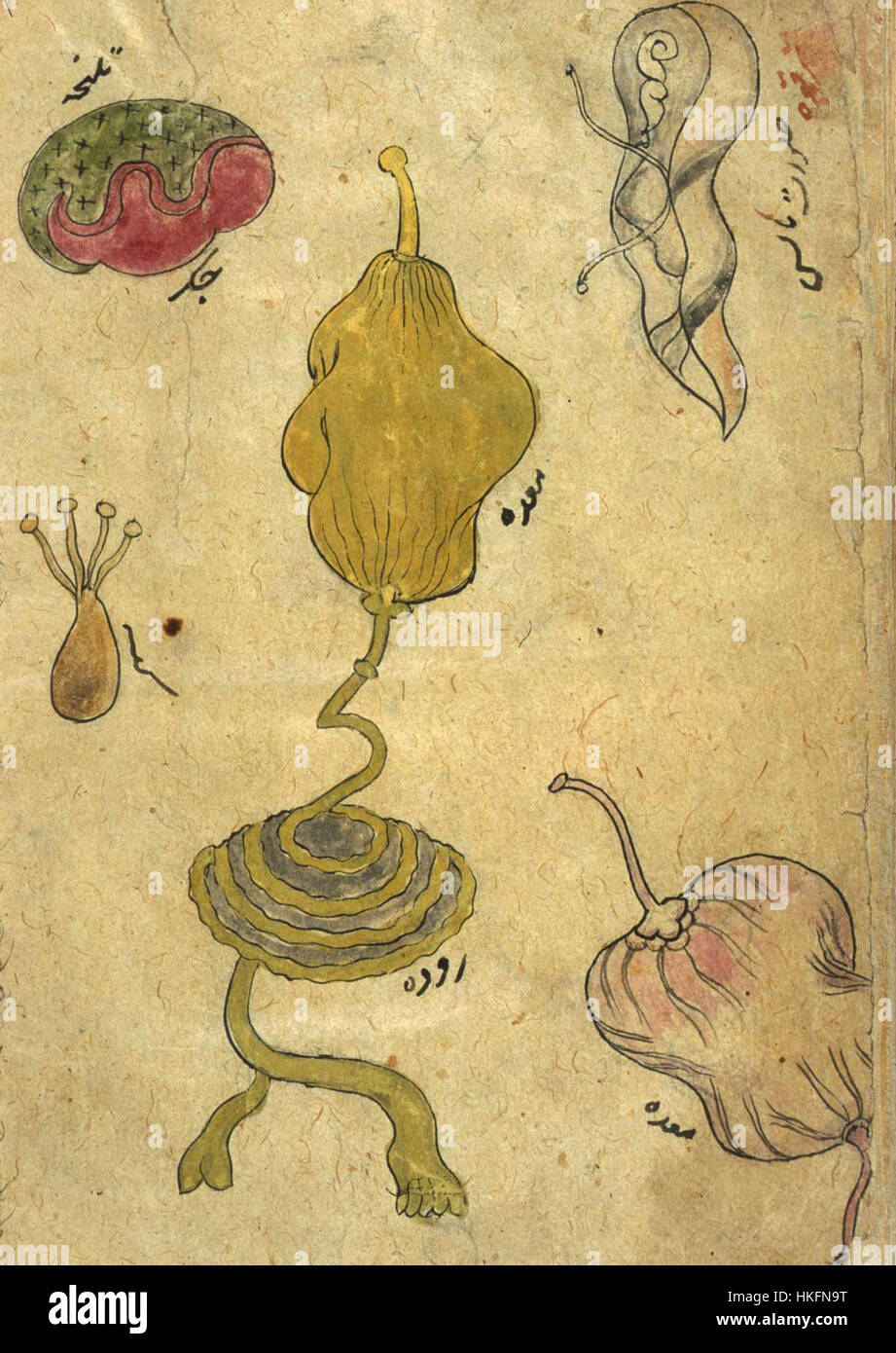 „Die Medizin von Akbar“ ist eine Illustration, die die medizinischen Praktiken während der Herrschaft des Mogulkaperers Akbar darstellt. Es unterstreicht die Bedeutung der Gesundheitsfürsorge im Mogulreich und das fortgeschrittene Verständnis der Medizin zu dieser Zeit. Stockfoto