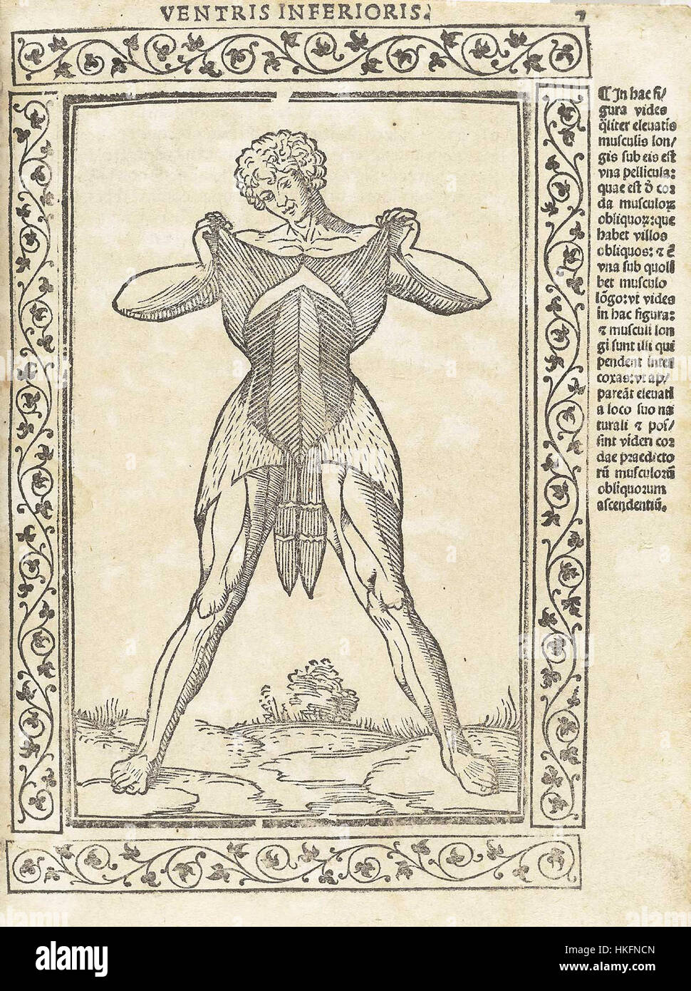 Diese Illustration aus dem Werk von Berengario, einem italienischen Medizinwissenschaftler aus dem 16. Jahrhundert, zeigt anatomische Studien. Seine Arbeit gehörte zu den ersten, die die menschliche Anatomie durch Zeichnungen genau darstellten und so wesentlich zum Verständnis des menschlichen Körpers in der medizinischen Wissenschaft beitrugen. Stockfoto