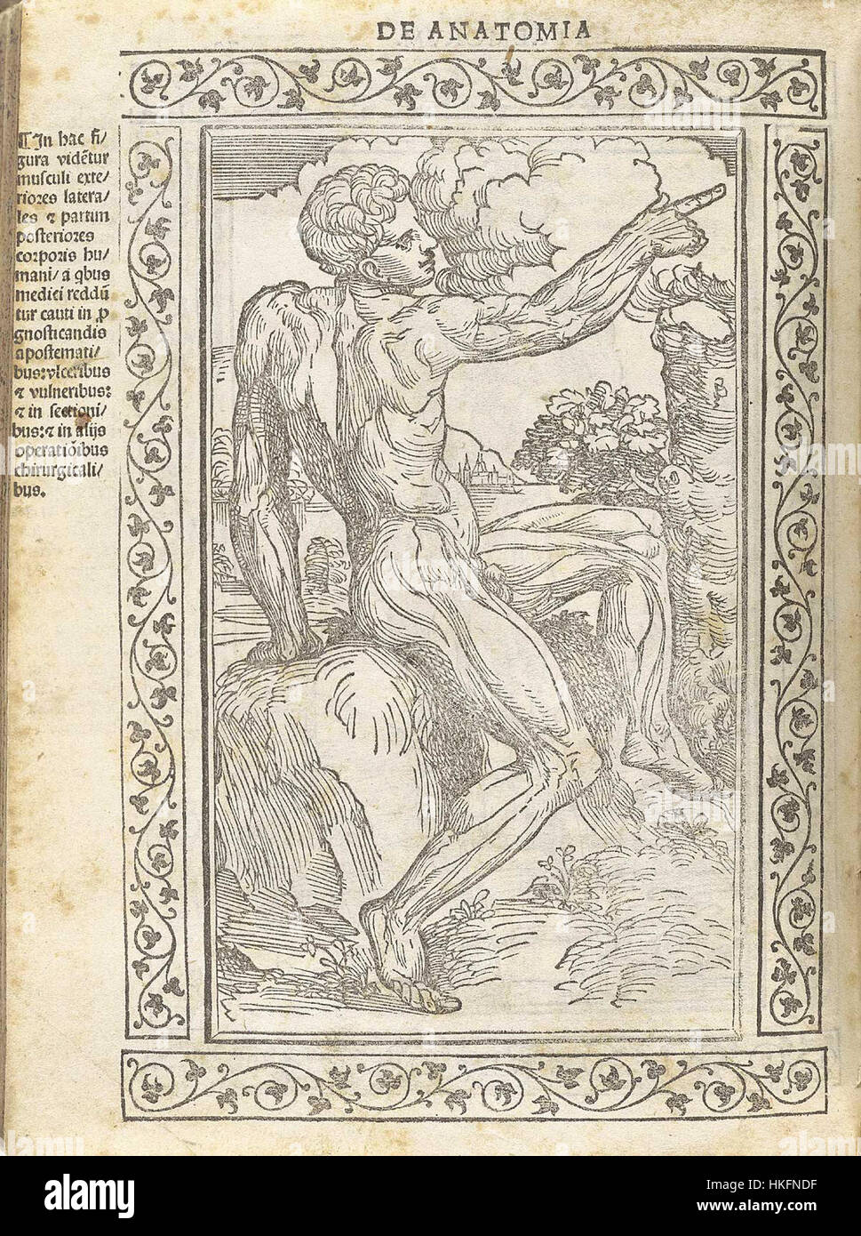 Diese Manuskriptseite aus dem 15. Jahrhundert von Berengario stellt eine detaillierte medizinische Illustration dar, die frühe anatomische Studien zeigt. Die Arbeit reflektiert die medizinischen Fortschritte der Renaissance und gibt Einblicke in historische Ansichten der menschlichen Anatomie. Stockfoto